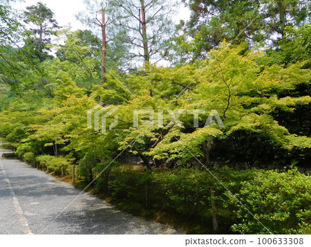 Kyoto Nison-in temple approach Autumn leaves baba 100633308