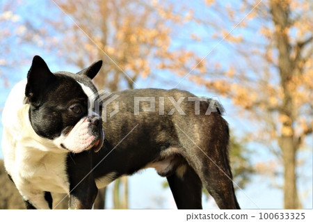 A view of the Mighty Boston Terrier staring at the children's playground at Tsurugashima City Athletic Park under the blue sky and a grove of trees 100633325