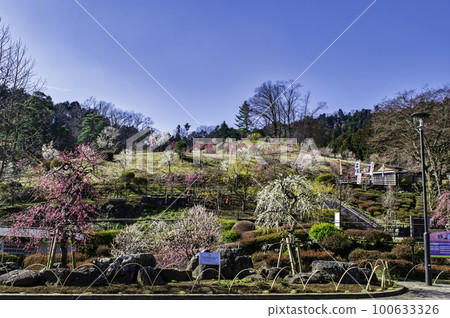 Yoshino Umekyo,東京青梅市梅花節的複興 Yoshino Umekyo,東京青梅市梅花節的複興 100633326