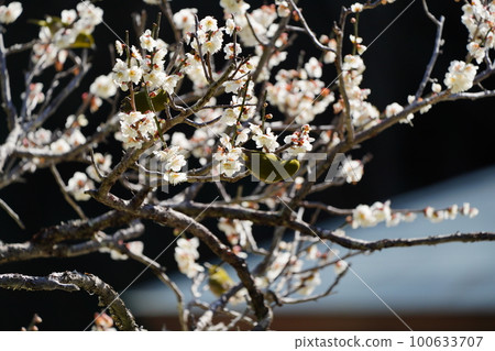 White-eye sucking nectar from plum blossoms early in the morning on a sunny day 100633707