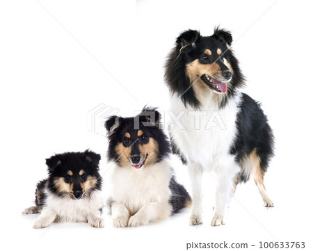 rough collies in studio rough collies in studio 100633763