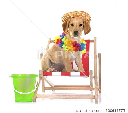 puppy labrador retriever 100633775