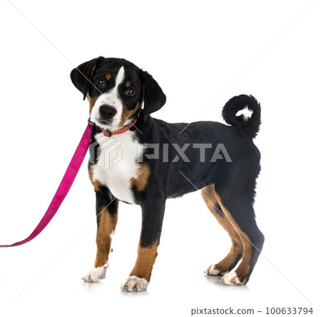 puppy Appenzeller Sennenhund puppy Appenzeller Sennenhund 100633794