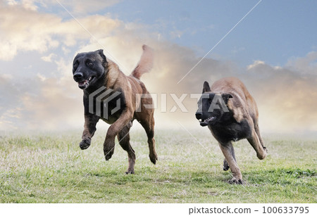 belgian shepherds in nature belgian shepherds in nature 100633795