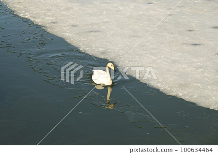 Wild birds of Takamatsu pond Wild birds of Takamatsu pond 100634464