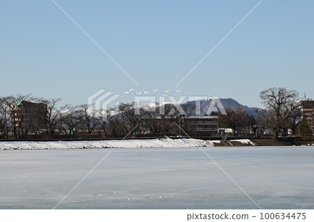 高松池塘的野鳥 高松池塘的野鳥 100634475