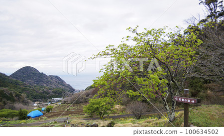 石部梯田的早春 石部梯田的早春 100634502