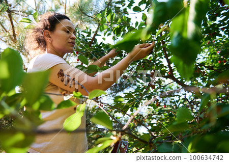 Multi-ethnic woman, farm worker, amateur gardener standing on ladder, gathering mature cherries in organic orchard. View to a beautiful clear blue sky through tree leaves. Rural lifestyle. Countryside 100634742