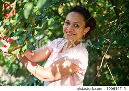 Pleasant multi-ethnic female farm worker in pink casual t-shirt, gathering mature cherry berries in orchard, smiling broadly looking at camera. People. Nature. Agriculture. Agribusiness. Eco farming Pleasant multi-ethnic female farm worker in pink casual t-shirt, gathering mature cherry berries in orchard, smiling broadly looking at camera. People. Nature. Agriculture. Agribusiness. Eco farming 100634743
