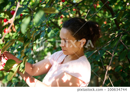Latin American pretty woman, eco farm worker, gathering ripe organic cherry berries in eco orchard. Harvesting cherries on a hot spring or summer day. Agriculture. Eco farming. People and nature Latin American pretty woman, eco farm worker, gathering ripe organic cherry berries in eco orchard. Harvesting cherries on a hot spring or summer day. Agriculture. Eco farming. People and nature 100634744