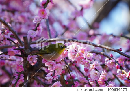 White-eye dyeing its whole body yellow with pollen and sucking nectar from plum blossoms 100634975