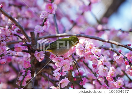 White-eye dyeing its whole body yellow with pollen and sucking nectar from plum blossoms White-eye dyeing its whole body yellow with pollen and sucking nectar from plum blossoms 100634977