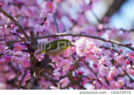 White-eye dyeing its whole body yellow with pollen and sucking nectar from plum blossoms White-eye dyeing its whole body yellow with pollen and sucking nectar from plum blossoms 100634978