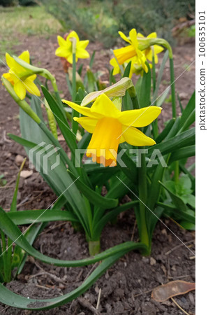 Yellow Daffodils flower field in the morning sunlight. The perfect image for spring background, flower landscape. 100635101