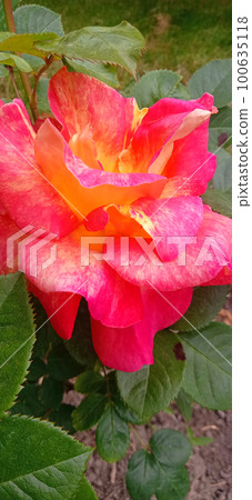 Orange beautiful rose tokade growing in the garden close up 100635118