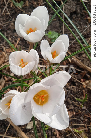 Blooming white crocuses growing on the ground in early spring. 100635119