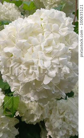Beautiful large white hydrangea paniculata blossoms closeup. Soft focus 100635121
