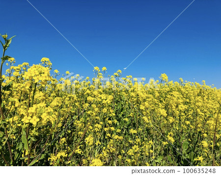 Rape blossoms 100635248