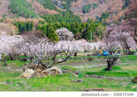 杏鄉 信州之屋代 花草織彩紙 100635506
