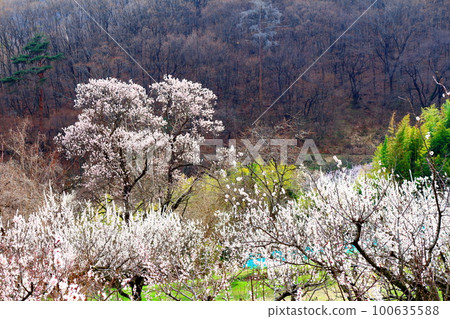 Apricot Village Shinshu no Yashiro Colored paper woven with flowers and plants 100635588