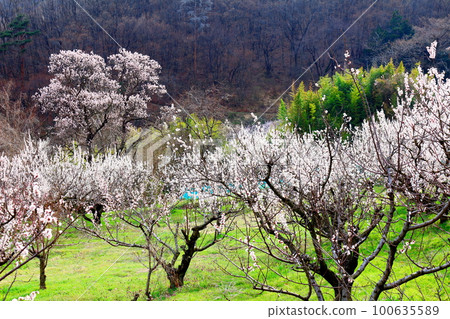 Apricot Village Shinshu no Yashiro Colored paper woven with flowers and plants 100635589
