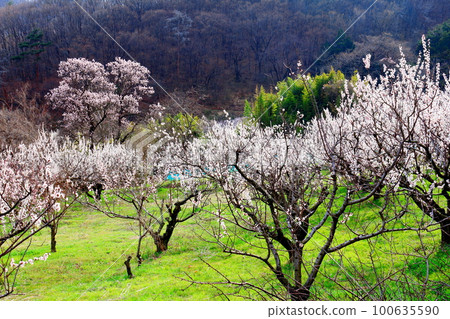 Apricot Village Shinshu no Yashiro Colored paper woven with flowers and plants 100635590