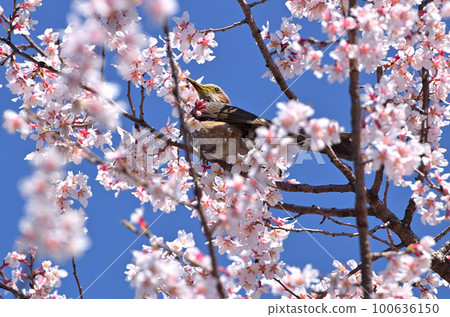Brown-eared Bulbul pecking at cherry blossoms in full bloom 100636150