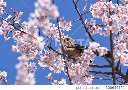褐耳鵯啄食盛開的櫻花 100636151