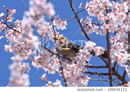 褐耳鵯啄食盛開的櫻花 100636152