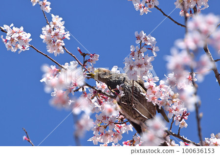 Brown-eared Bulbul pecking at cherry blossoms in full bloom Brown-eared Bulbul pecking at cherry blossoms in full bloom 100636153