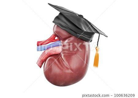 Human Kidney with education hat. 3D rendering 100636209