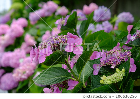 Purple forehead hydrangea Purple forehead hydrangea 100636250