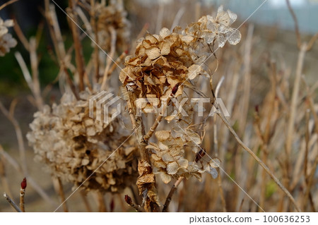 Withe Hydrangea Withe Hydrangea 100636253