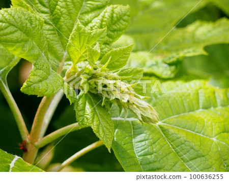 Hydrangea flower bud Hydrangea flower bud 100636255