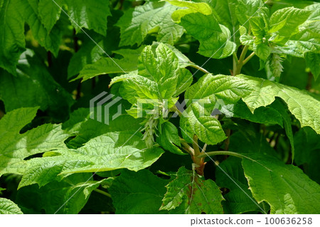 繡球花蕾 100636258