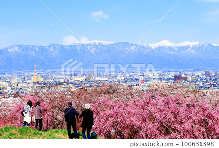 Cherry blossoms at Koboyama Park Beautiful cherry blossoms Colored paper interwoven with flowers and plants 100636398