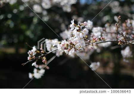 Cherry Blossoms Cherry Blossoms 100636643