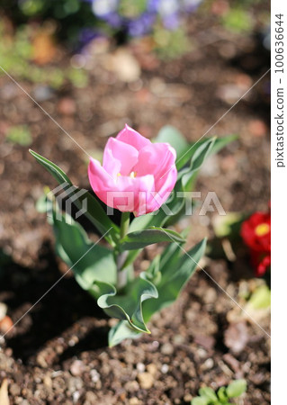 Tulip Tulip 100636644