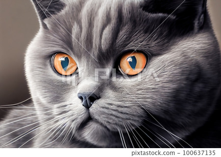british cat portrait close up. Generative AI 100637135