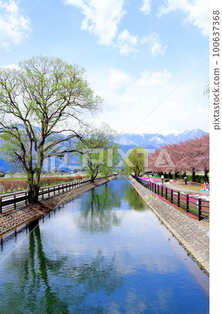 四月的安曇野 地岳公園的櫻花 美麗的櫻花 彩紙與花草交織 100637368
