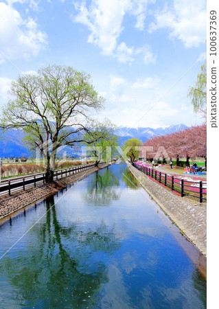 Azumino in April Cherry blossoms at Jigazeki Park Beautiful cherry blossoms Colored paper interwoven with flowers and plants 100637369
