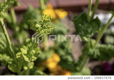 yellow rape flower bud 100637878