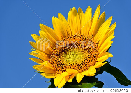 Sunflower under the blue sky 100638050