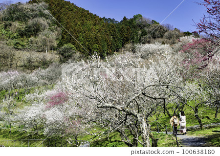 Kogesawa Plum Grove, Takao Umego, Hachioji City, Tokyo Kogesawa Plum Grove, Takao Umego, Hachioji City, Tokyo 100638180