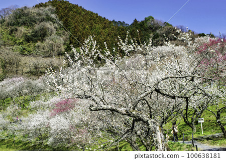 Kogesawa Plum Grove, Takao Umego, Hachioji City, Tokyo Kogesawa Plum Grove, Takao Umego, Hachioji City, Tokyo 100638181