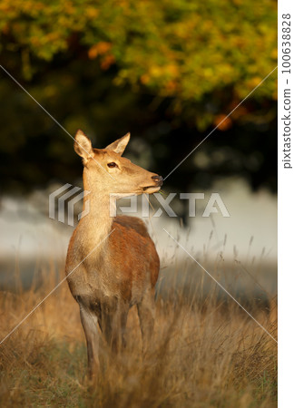 Close up of a red deer hind in autumn 100638828