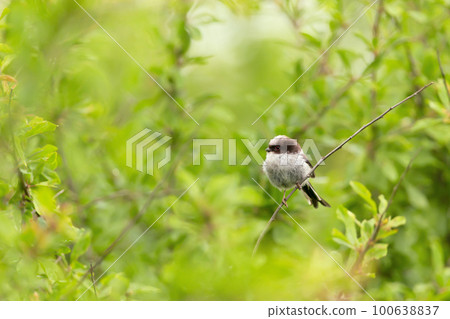 Close up of a perched juvenile Long tailed tit 100638837