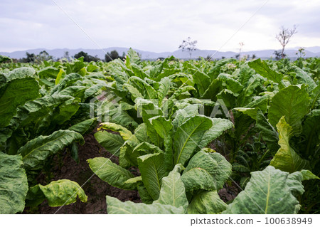 Tobacco plantation. Field of tobacco. 100638949