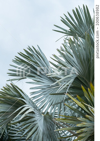 Blue palm leaves natural pattern. Abstract nature background. 100638982