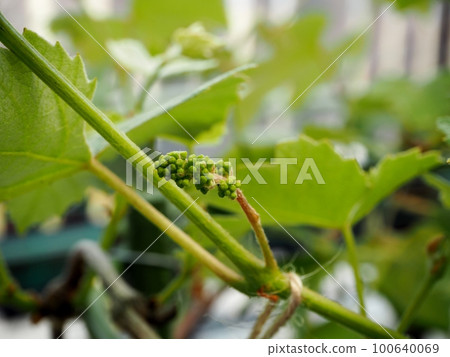葡萄花穗(尼亞加拉) 葡萄花穗(尼亞加拉) 100640069